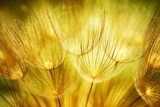 A dandelion – a summer breath