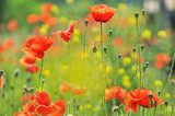  Poppy valley. The beauty of flowers