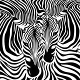 In a zebra code - monochrome animal