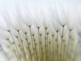 Macro close-up on dandelion