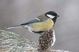 A tit in winter time 