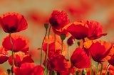 Red poppies are a must!