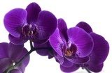 Simplicity and charm - Orchid 