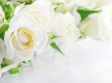 Delicacy of white rose