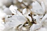 Nostalgic white magnolia