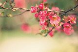 Waft of spring - Photo wallpaper