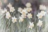 The power of daffodils. Floristic photo wallpaper