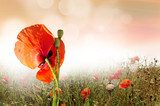  Parting with poppy day
