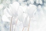 Snow-white magic of flowers