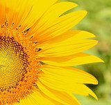Fiery charm of a sunflower