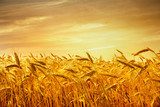 Waving grain - Summertime