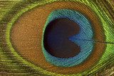Peacock’s eye – the beauty of nature