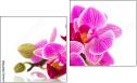 Diptych
