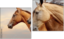 Diptych