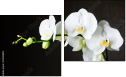 Diptych