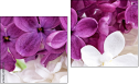 Diptych