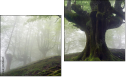 Diptych