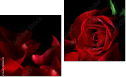 Diptych