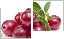 Diptych