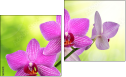 Diptych