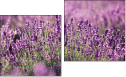 Diptych
