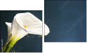Diptych