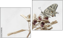 Diptych