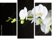 Triptych