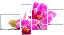 Fortyk