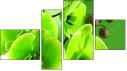 Fortyk