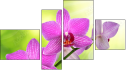 Fortyk