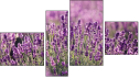 Fortyk