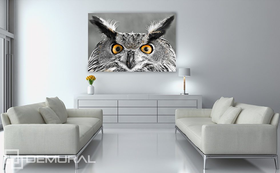 Wise owl look Posters in living room Posters Demural