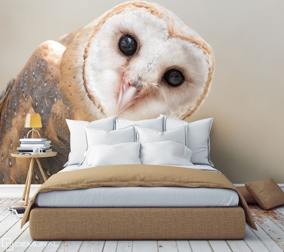 From pure, owl curiosity Animals wallpaper mural Photo wallpapers Demural